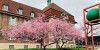 Frühlingsbote zum Osterfest: Standesamt-Kirsche in voller Blüte