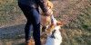 Hunde an die Leine: Ab 1. April gilt in der Gemeinde Seevetal die Leinenpflicht