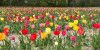 Farbspektakel in Ehestorf:  Tausende bunter Tulpen blühen jetzt wieder