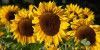 Prächtige Sonnenblumen am Ehestorfer Weg als Symbol für eine Sommerwoche