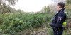 Erneut illegale Hanfplantage unter freiem Himmel in Moorburg entdeckt