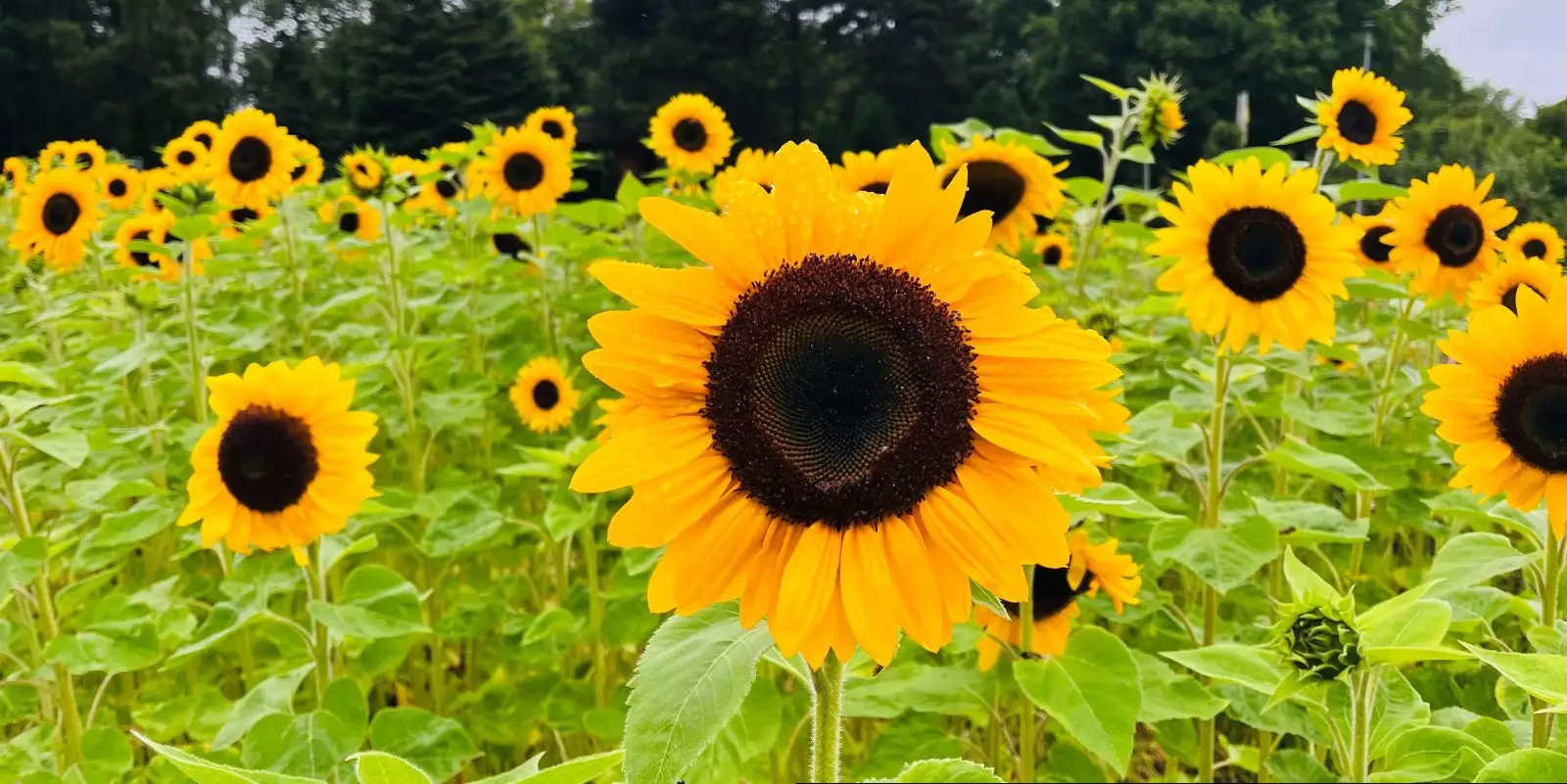 Wenn die Sonnenblumen blühen, läuft der Sommer eigentlich auf Hochtouren. Foto: Christian Bittcher