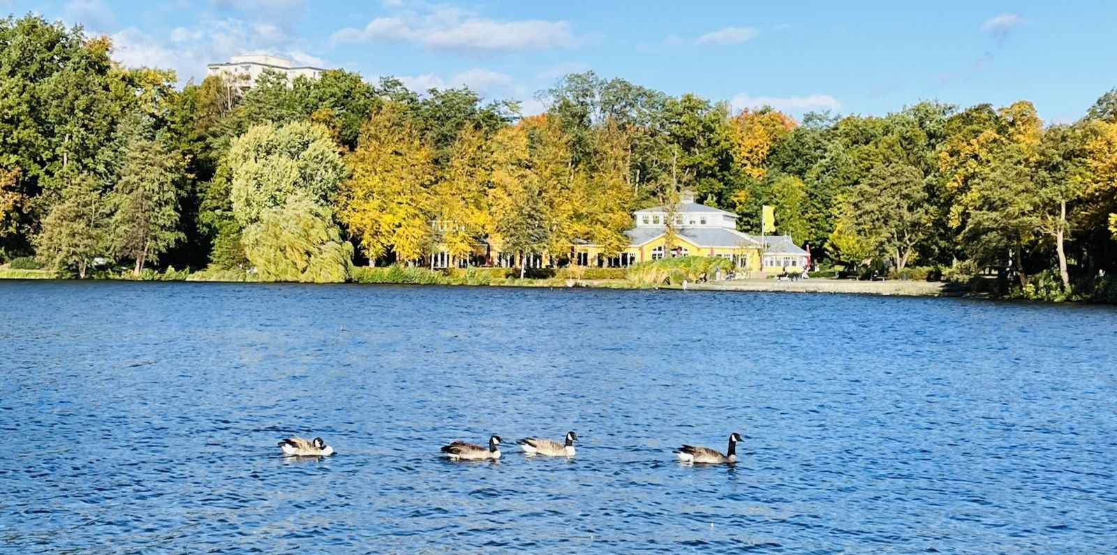 Vögel an der Außenmühle