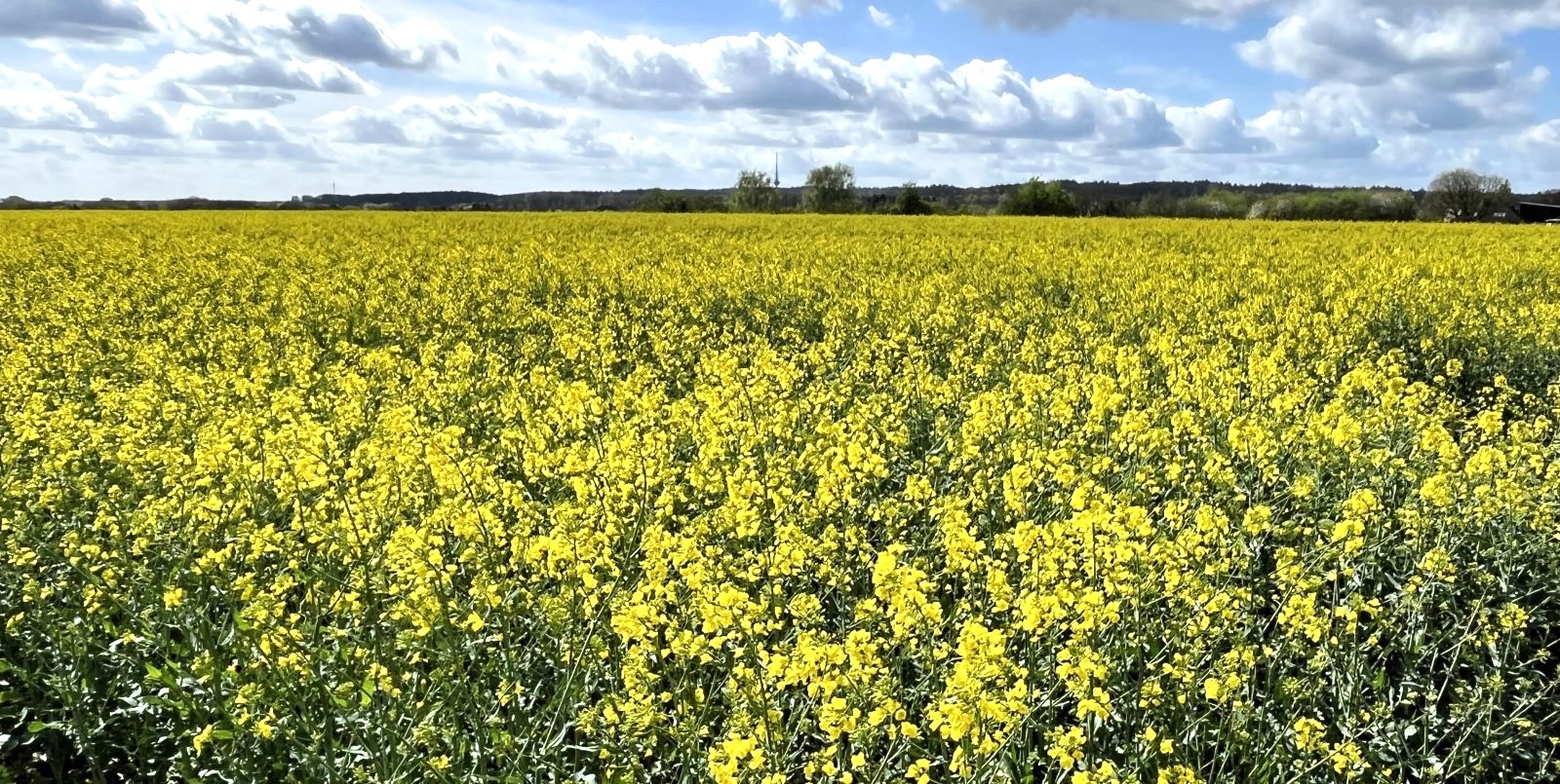 Rapsfeld mit Blick auf Langenrehm.