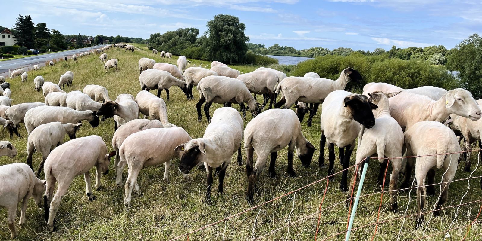 Schafe auf dem Elbdeich im Landkreis Harburg. Foto: Christian Bittcher