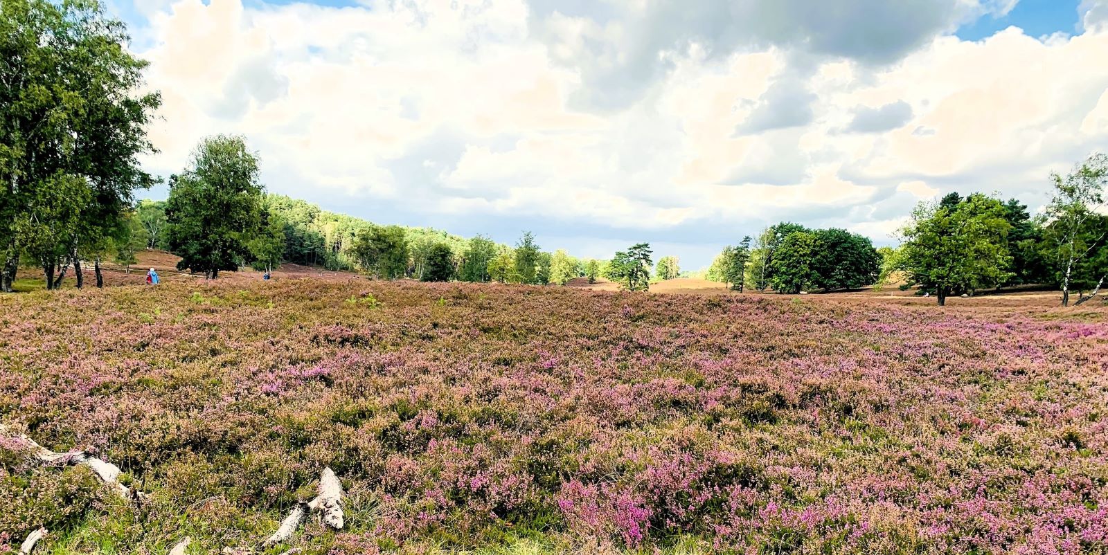 Die Fischbeker Heide: Wertvolle Kulturlandschaft im Süden Hamburgs. Foto: Christian Bittcher