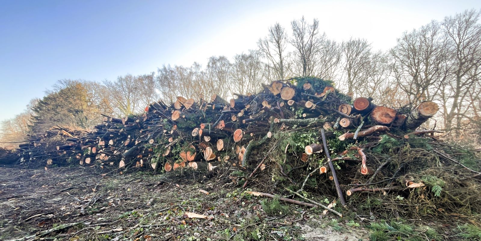 Am Marmstorfer Rand des Harburger Stadtparks zogen Dutzende Bäume verschiedenster Größen die Blicke auf sich. Foto: Christian Bittcher