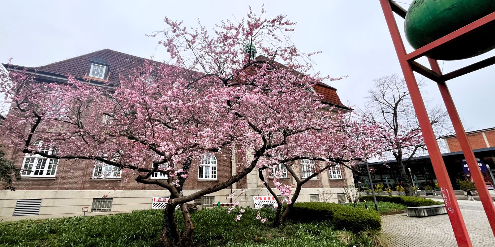 Frühlingsbote: Harburgs Zierkirsche vor dem ehemaligen Standesamt steht in voller Blüte. Foto: Christian Bittcher
