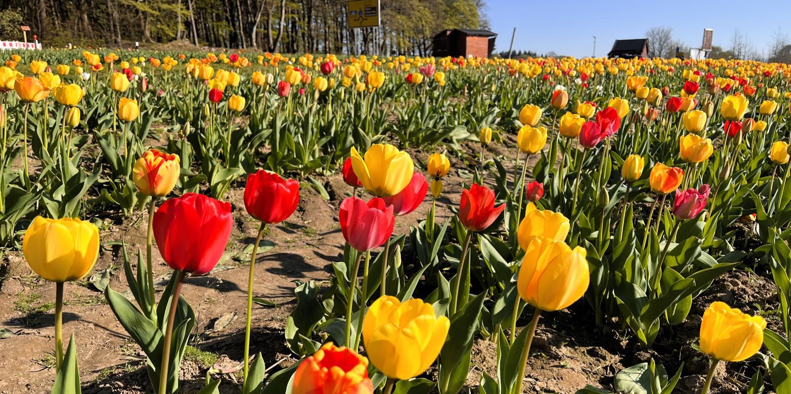 Das Tulpenfeld in Ehestorf steht bereits in voller Blüte und bietet ein prächtiges Farbspektakel. Foto: Christian Bittcher